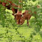 Kuh mit Kalb am Eichenzweig