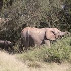 Kuh mit Kalb des Afrikanischen Steppenelefanten (Loxodonta africana) - ...