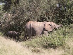 Kuh mit Kalb des Afrikanischen Steppenelefanten (Loxodonta africana) - ...