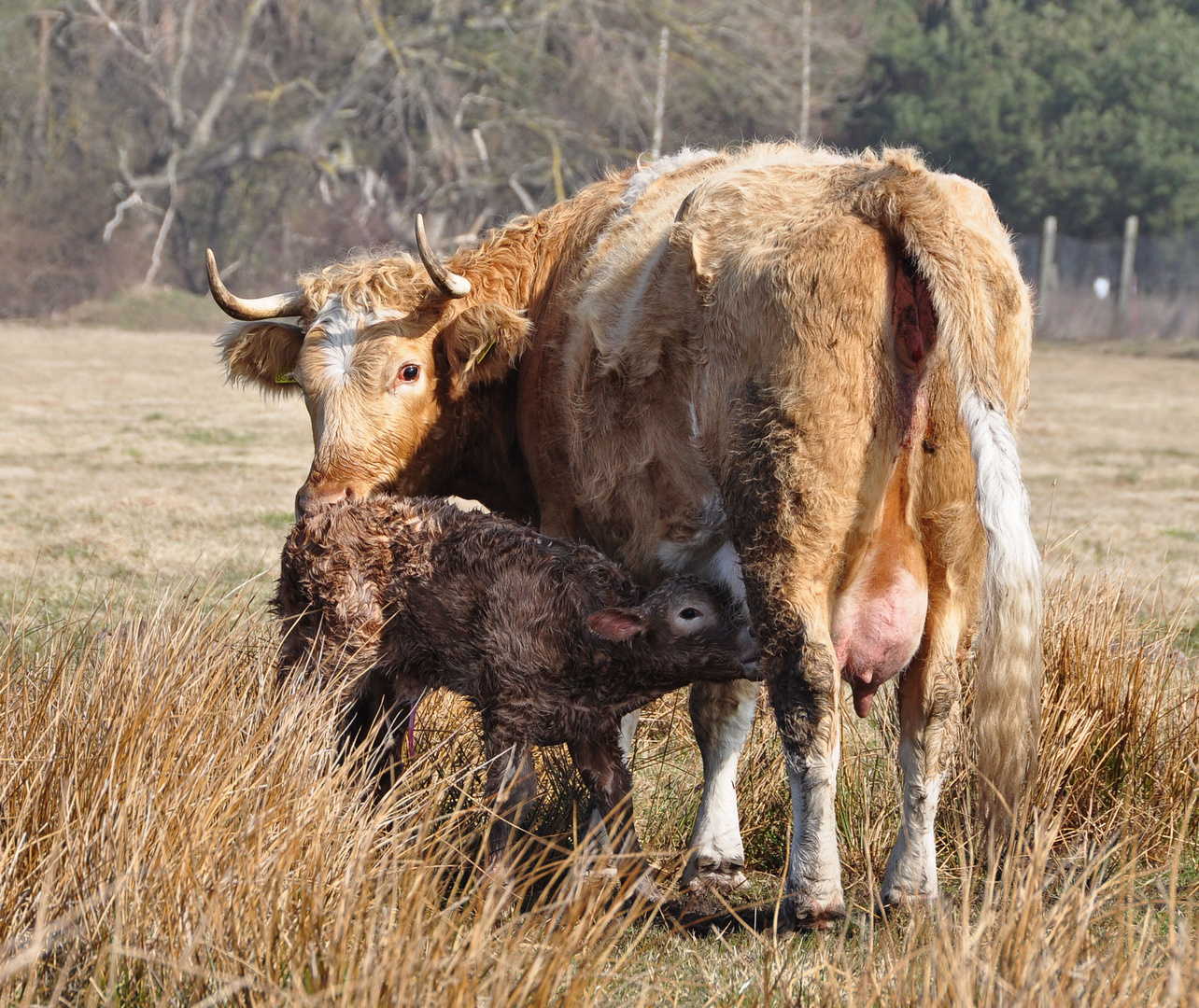 Kuh mit neugeborenem Kalb