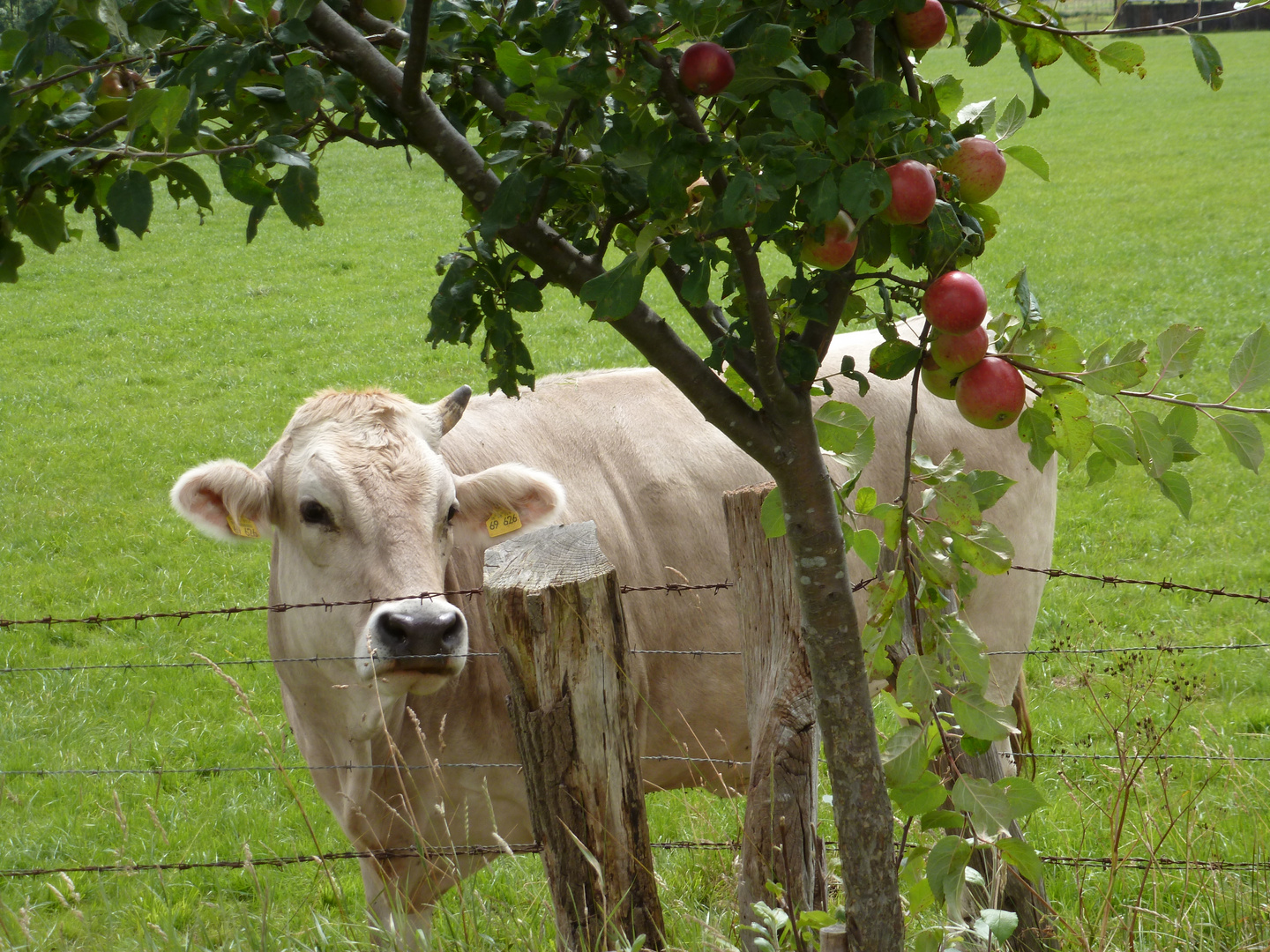 Kuh mit nur einem Horn....