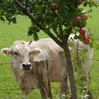 Kuh mit nur einem Horn....