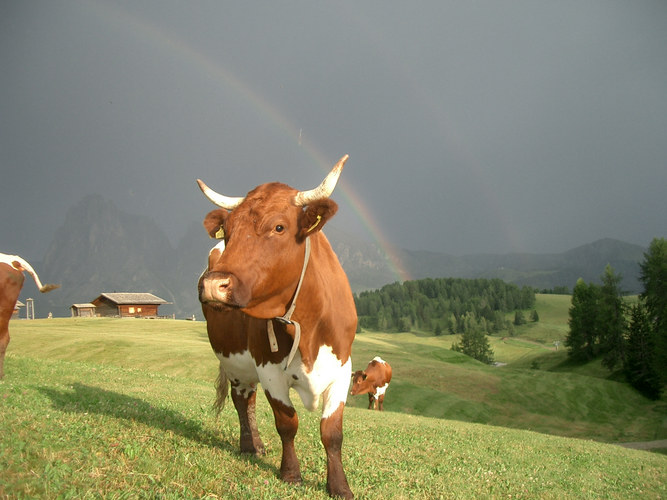 Kuh mit Regenbogen