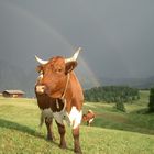 Kuh mit Regenbogen