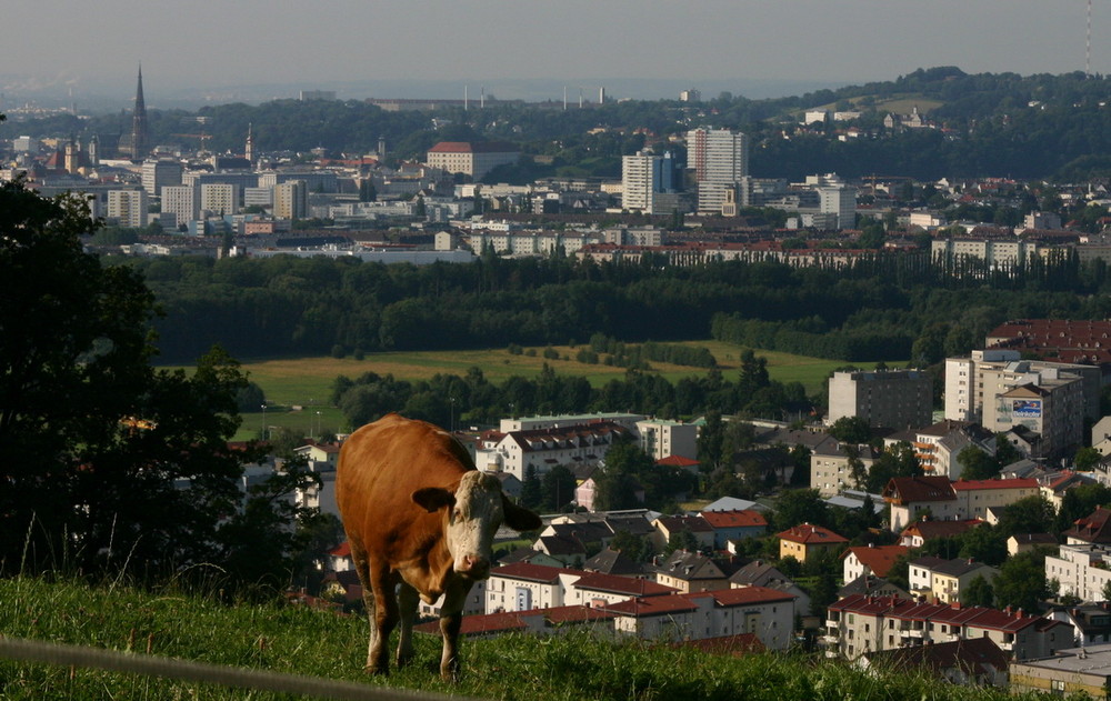 Kuh mit Stadtblick