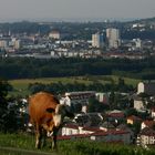 Kuh mit Stadtblick