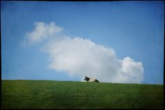 Kuh mit Wolke