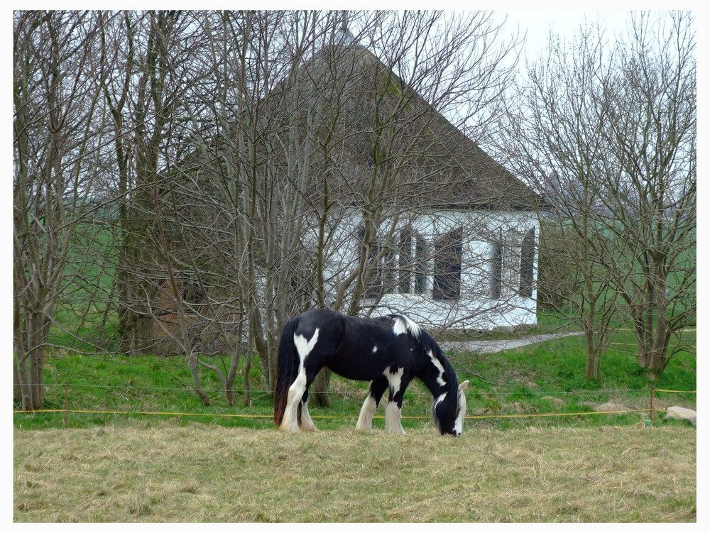 Kuh oder Pferd???