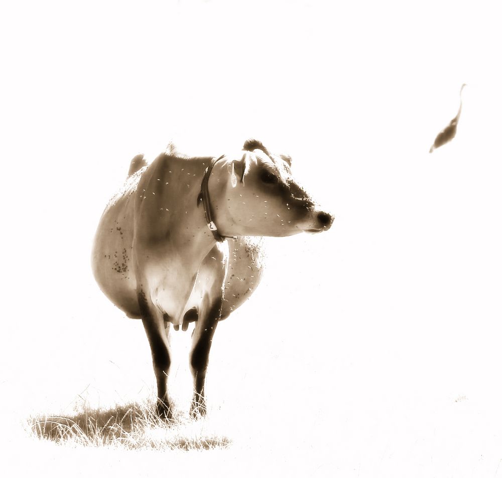 Kuh - Reiher