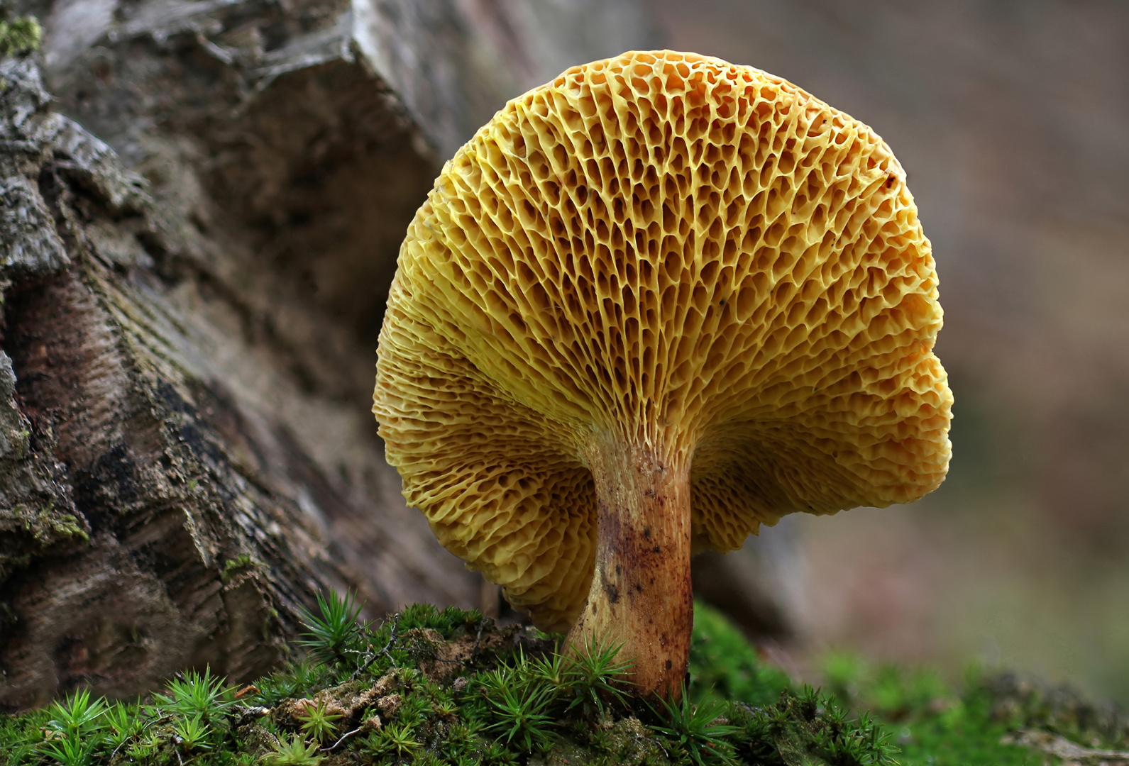  Kuh-Röhrling oder Kuhpilz (Suillus bovinus)