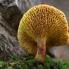  Kuh-Röhrling oder Kuhpilz (Suillus bovinus)