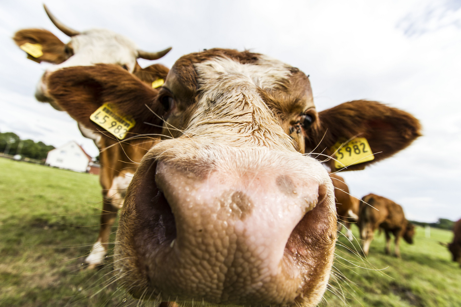 Kuh-Selfie Foto & Bild | tiere, tierdetails, süß Bilder auf fotocommunity