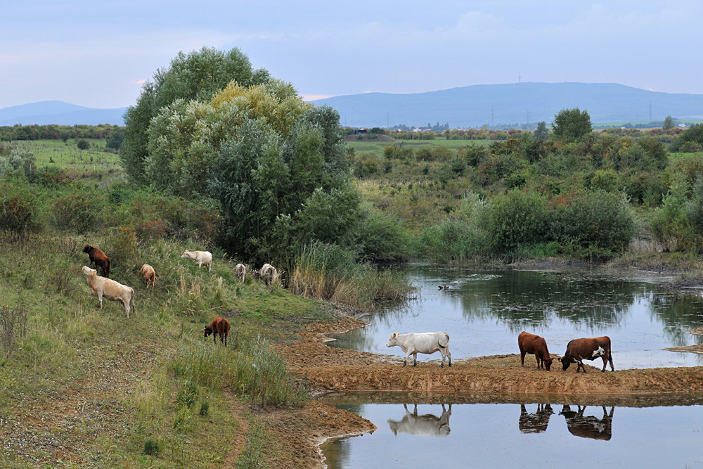 Kuh – Spiegeln am Abend 01