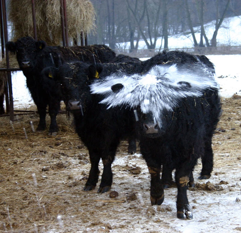 Kuh spielt im Schnee