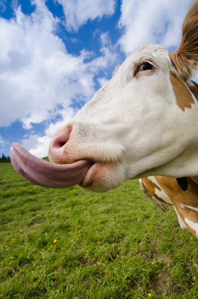 Kuh streckt Zunge heraus