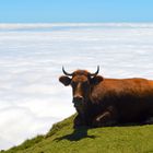 Kuh über den Wolken