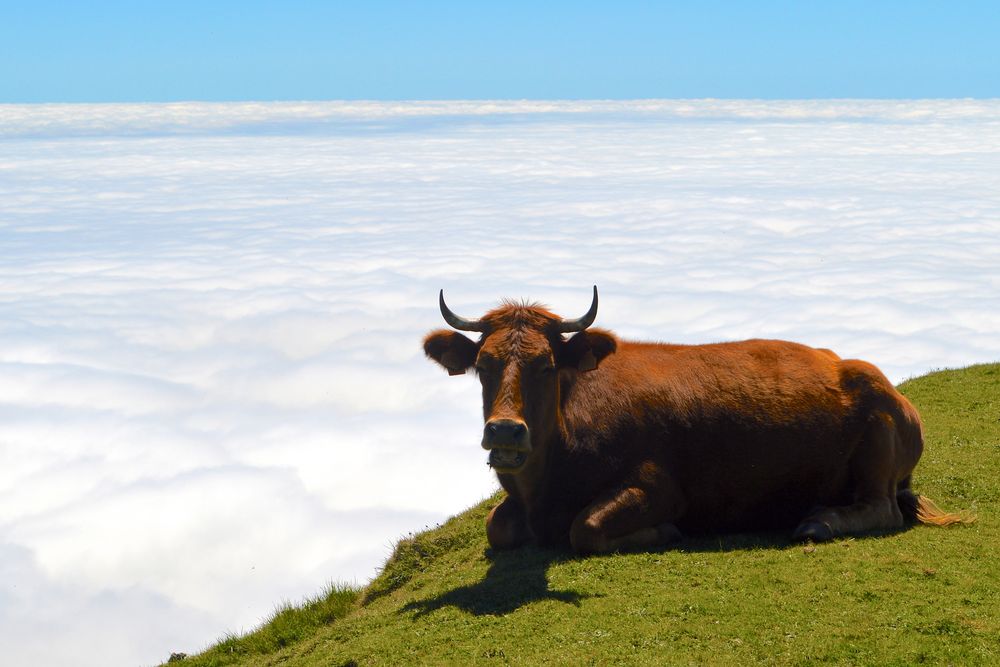 Kuh über den Wolken