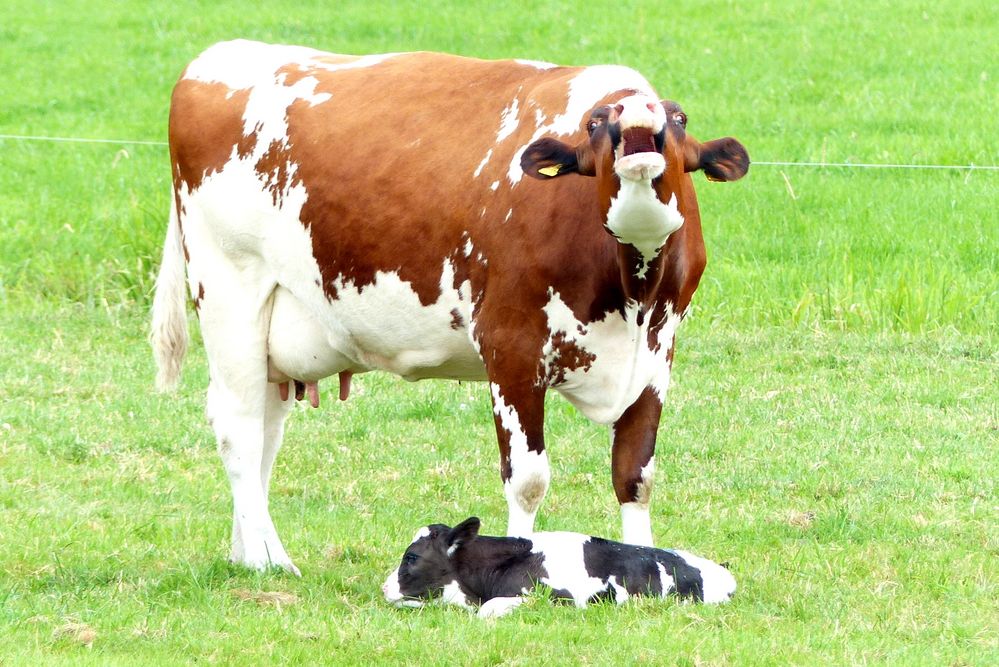 Kuh und Kälbchen