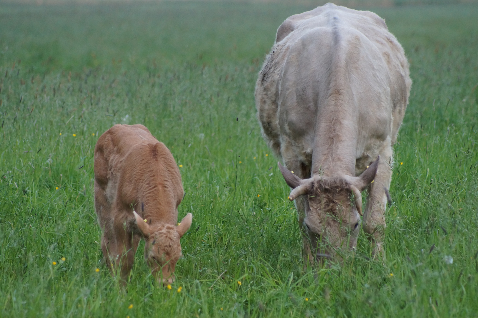 Kuh und Kalb