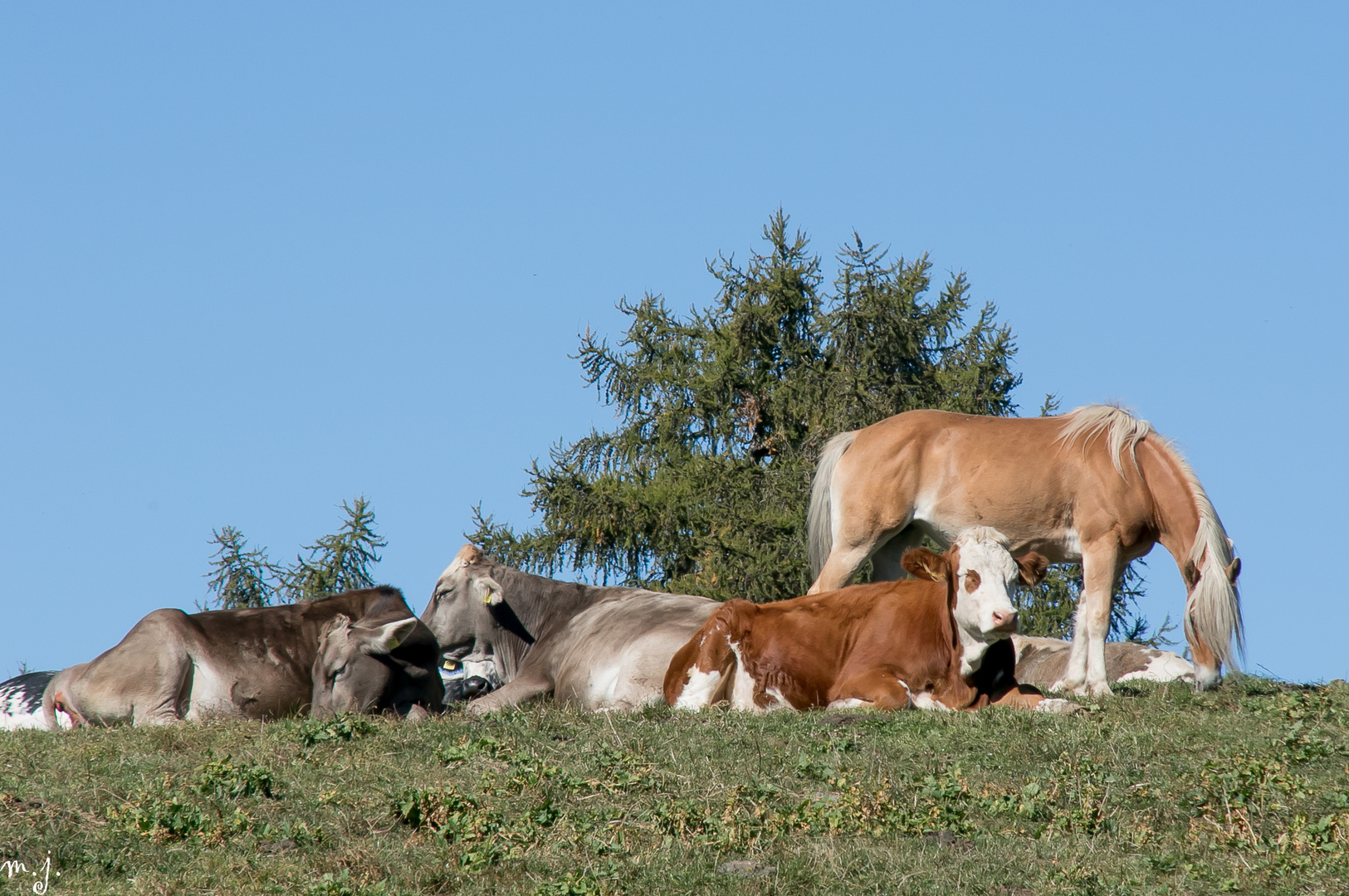 Kuh und Pferd zusammen auf der Weide