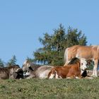 Kuh und Pferd zusammen auf der Weide