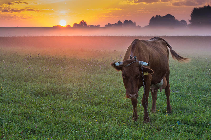 Kuh und Sonnenaufgang