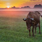 Kuh und Sonnenaufgang