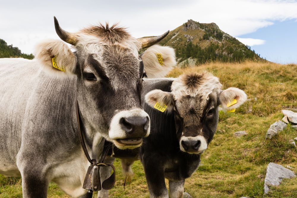 Kuh und Stierkalb der Rasse Rätisches Grauvieh
