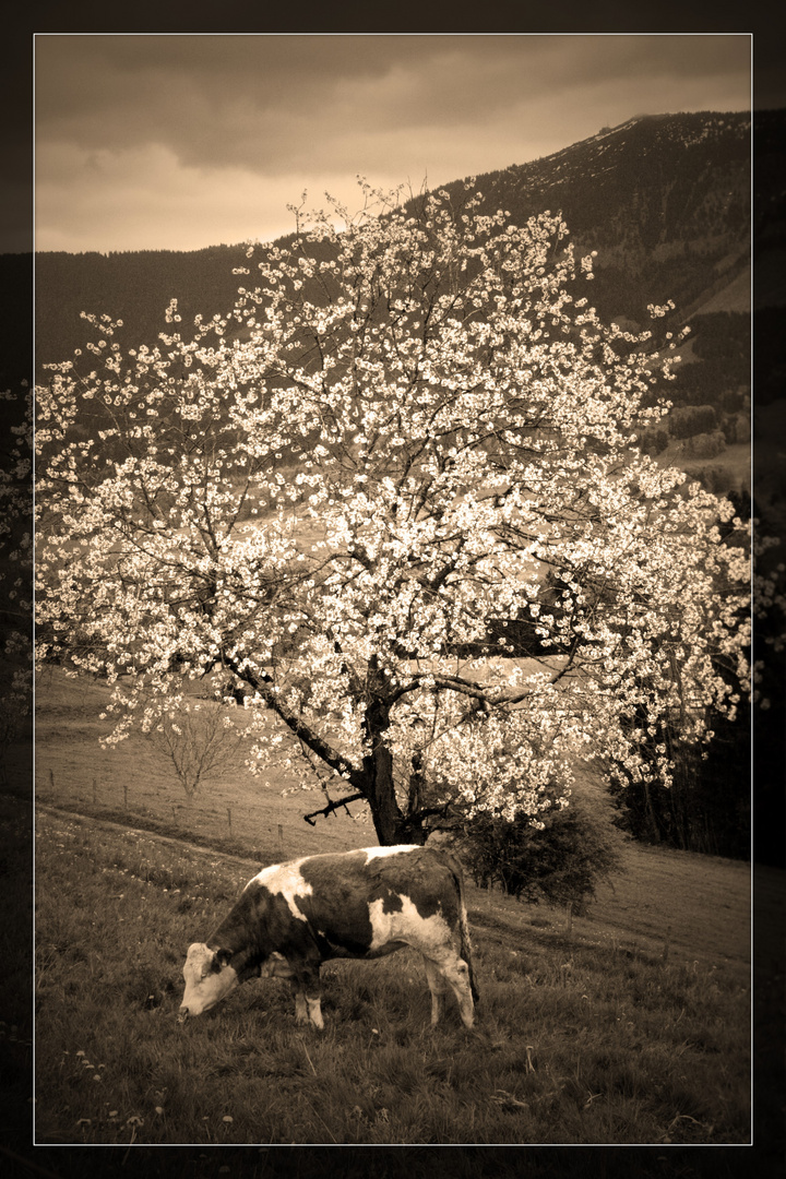 Kuh unter dem blühendem Apfelbaum