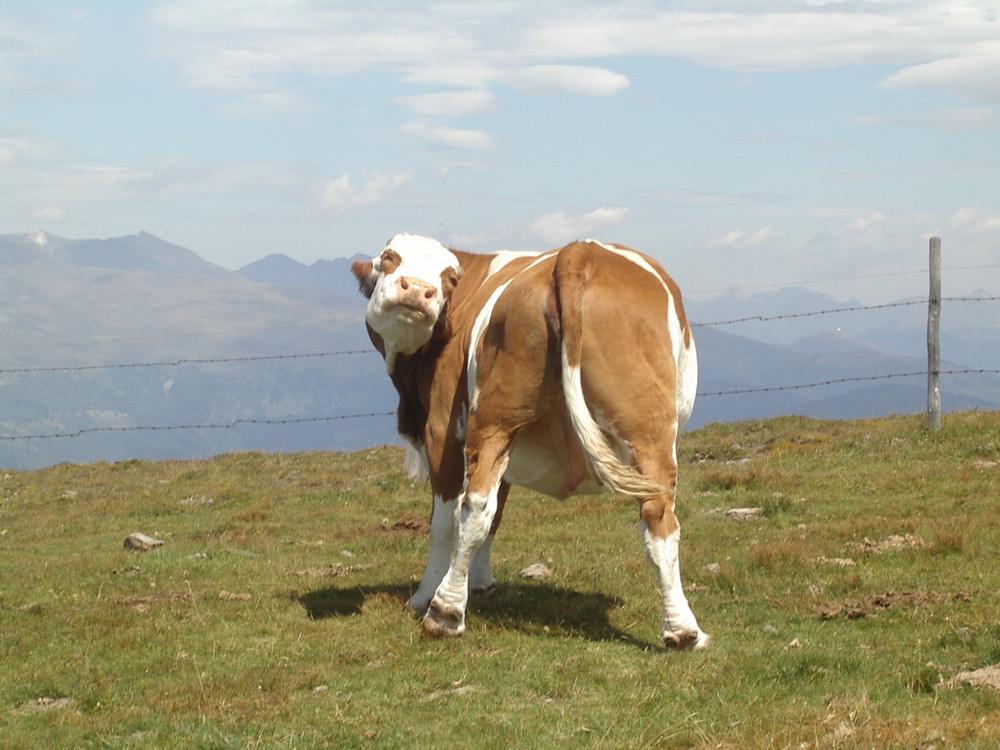 Kuh von hinten