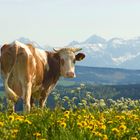 Kuh vor Alpenkulisse