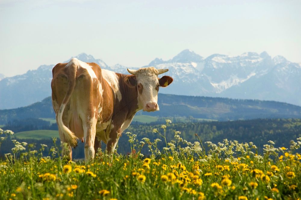 Kuh vor Alpenkulisse