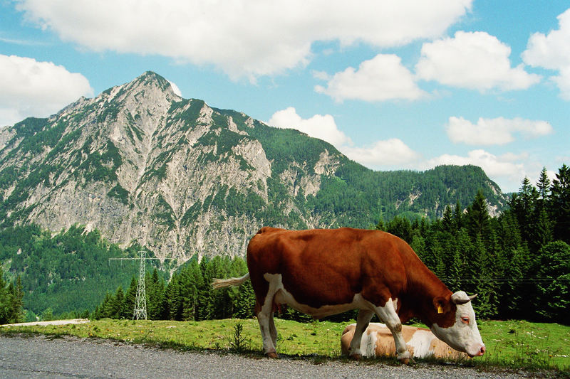 Kuh vor Berg