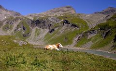 Kuh vor Berg