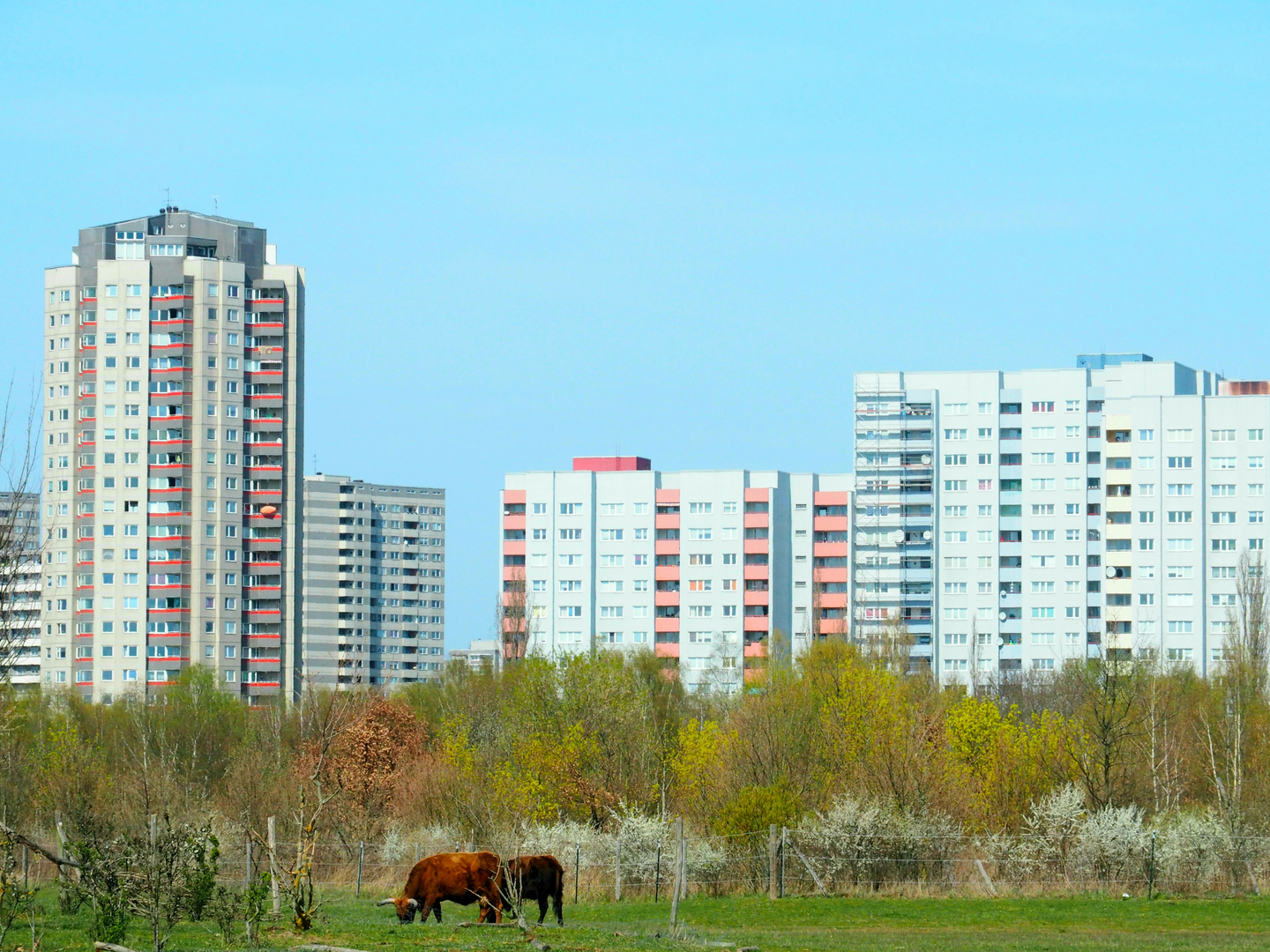 Kuh vor Berliner Platte