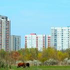 Kuh vor Berliner Platte