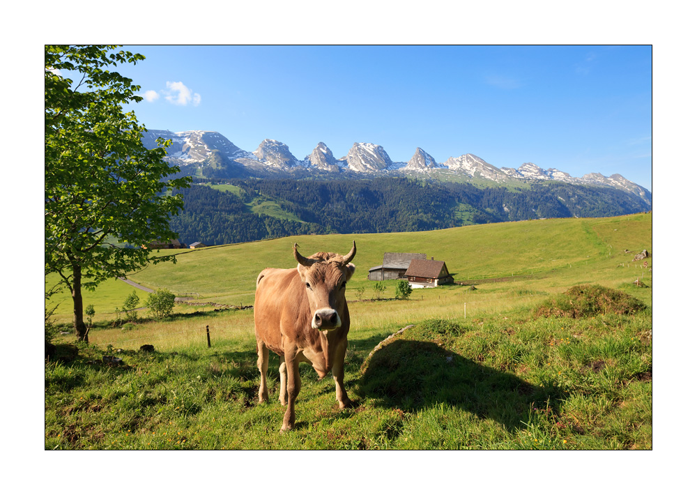 Kuh vor Churfirsten