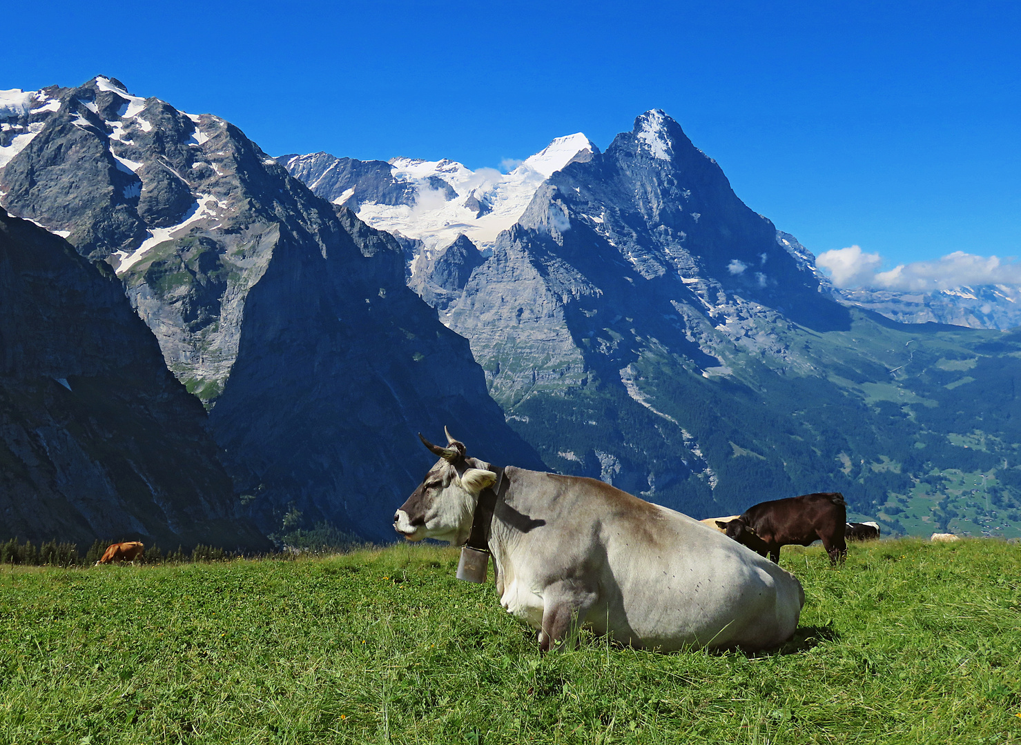 Kuh vor Eigernordwand