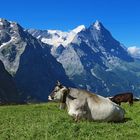 Kuh vor Eigernordwand