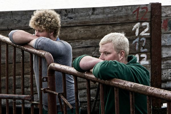 Kuhabtrieb auf Wangerooge