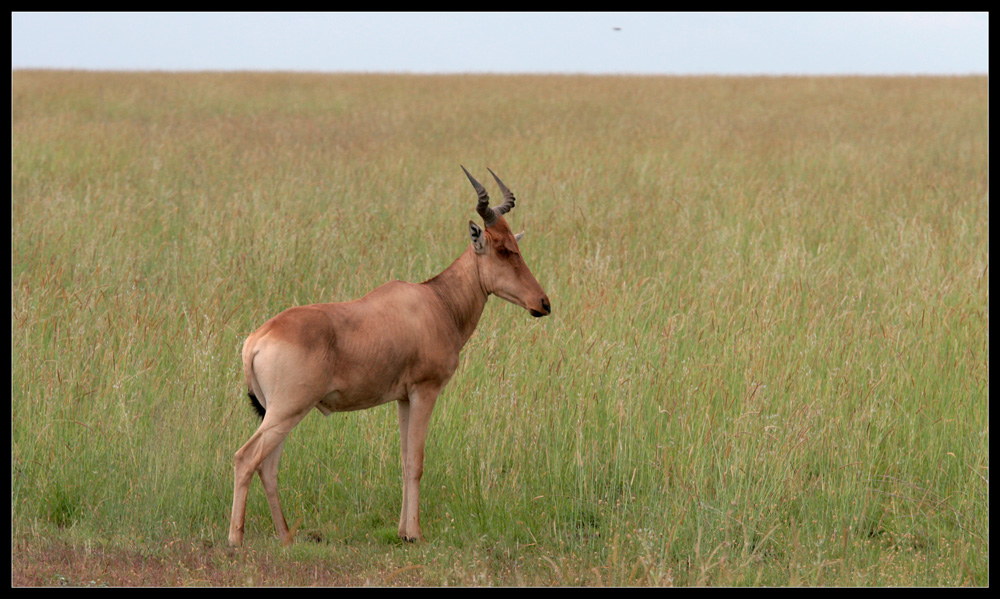 Kuhantilope in der Serengeti