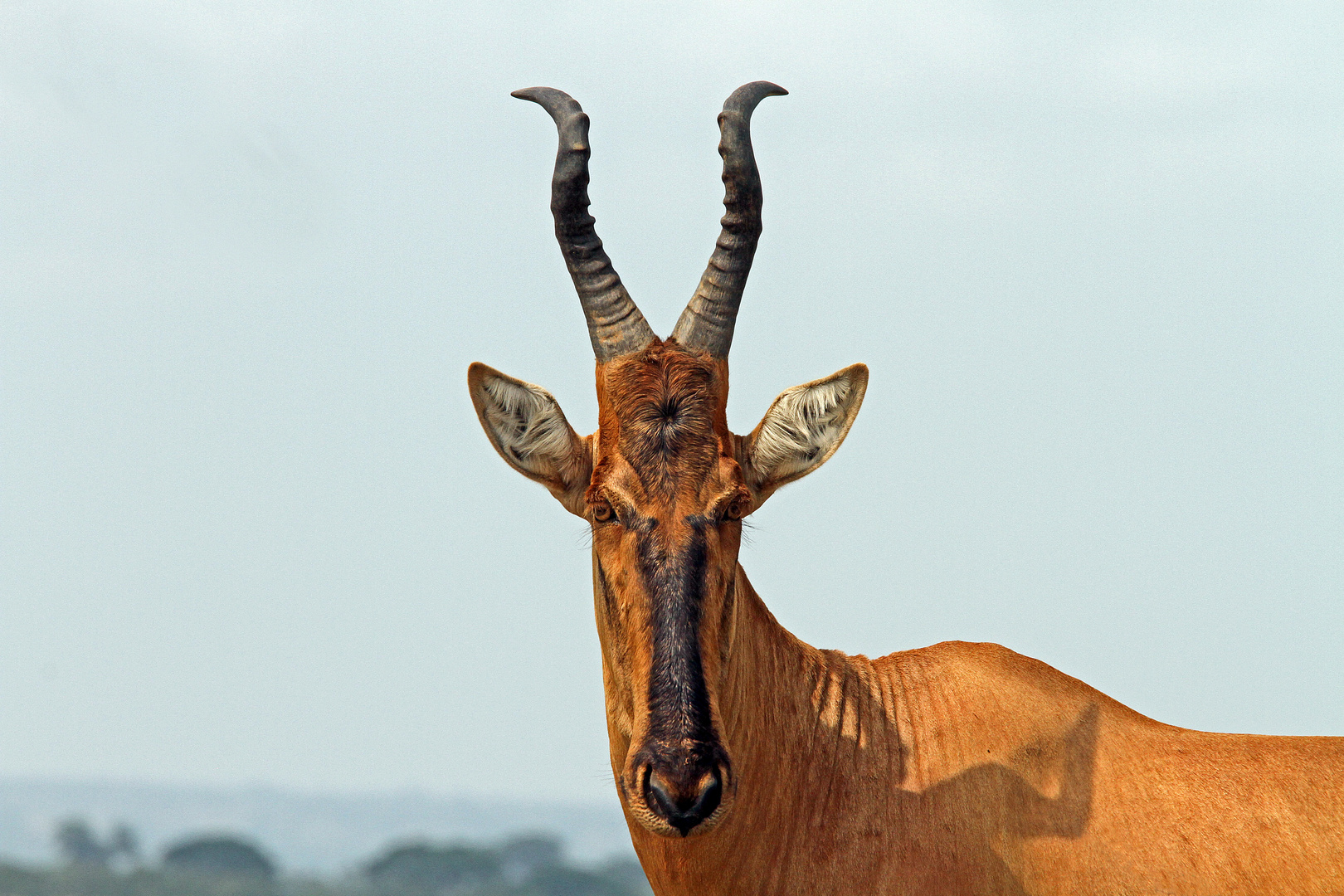 Kuhantilope, Qeen Elizabeth Nationalpark, Uganda