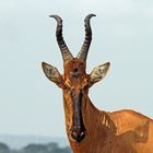 Kuhantilope, Qeen Elizabeth Nationalpark, Uganda