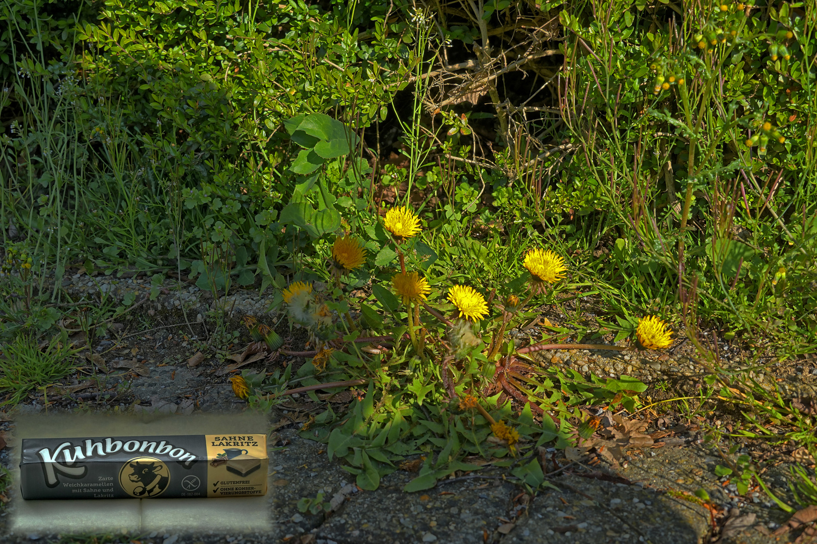 Kuhblume mit Kuhbonbon