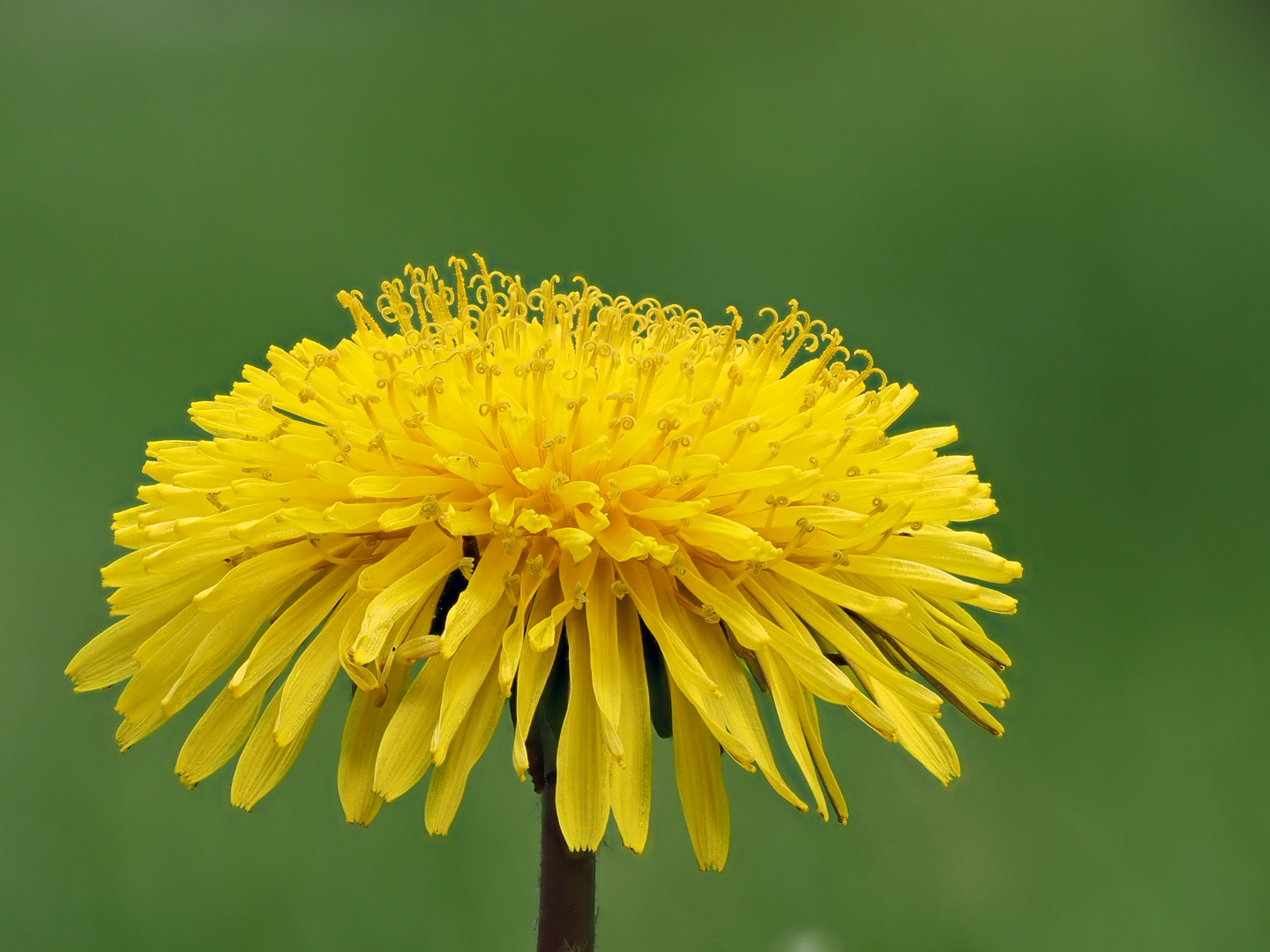 Kuhblume oder Löwenzahn