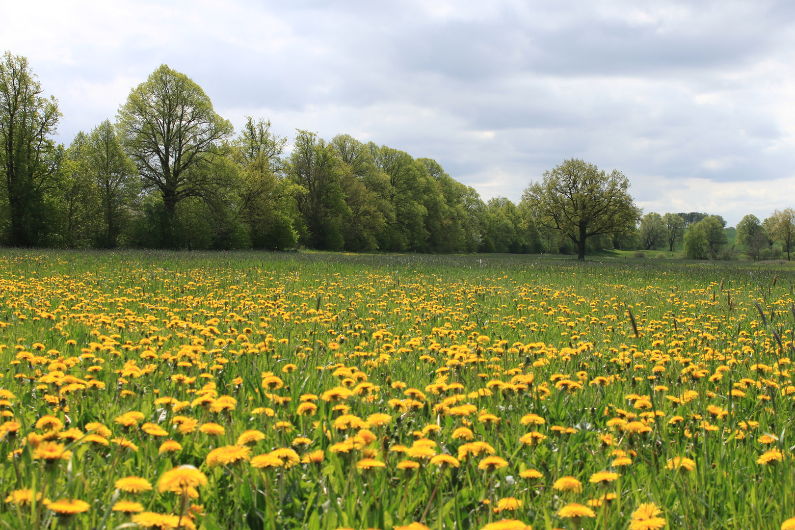 Kuhblumenwiese