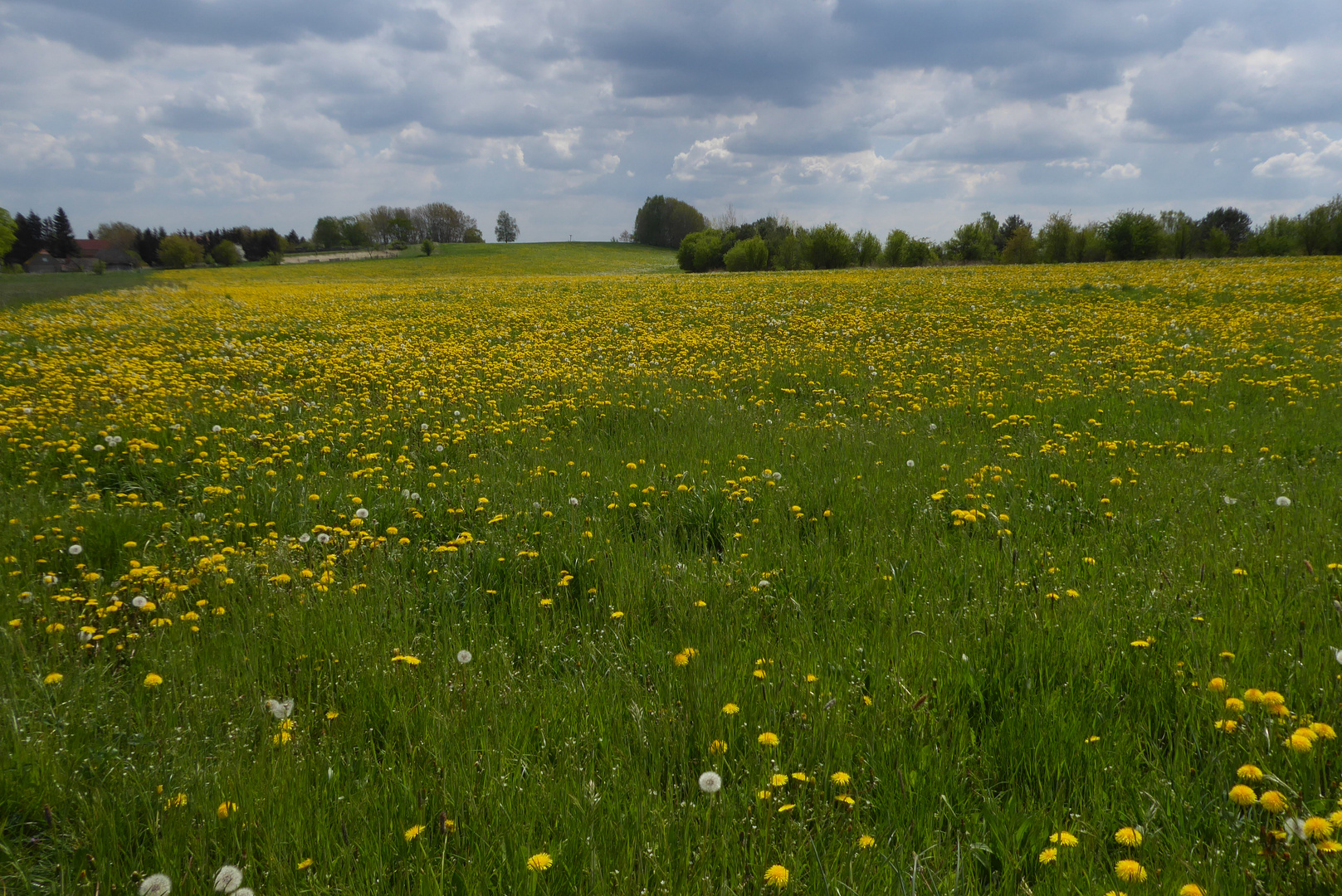 Kuhblumenwiese