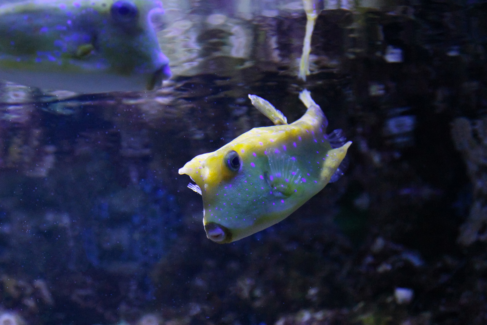 Kuhfisch im Meereszentrum Fehmarn