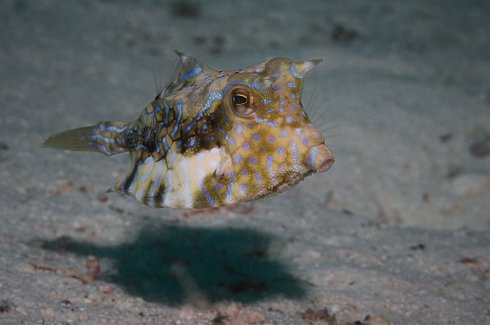 Kuhfisch (lat.: Lactoria cornuta)