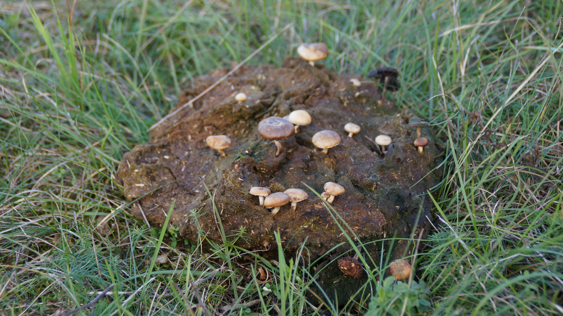 Kuhfladen mit Pilzen